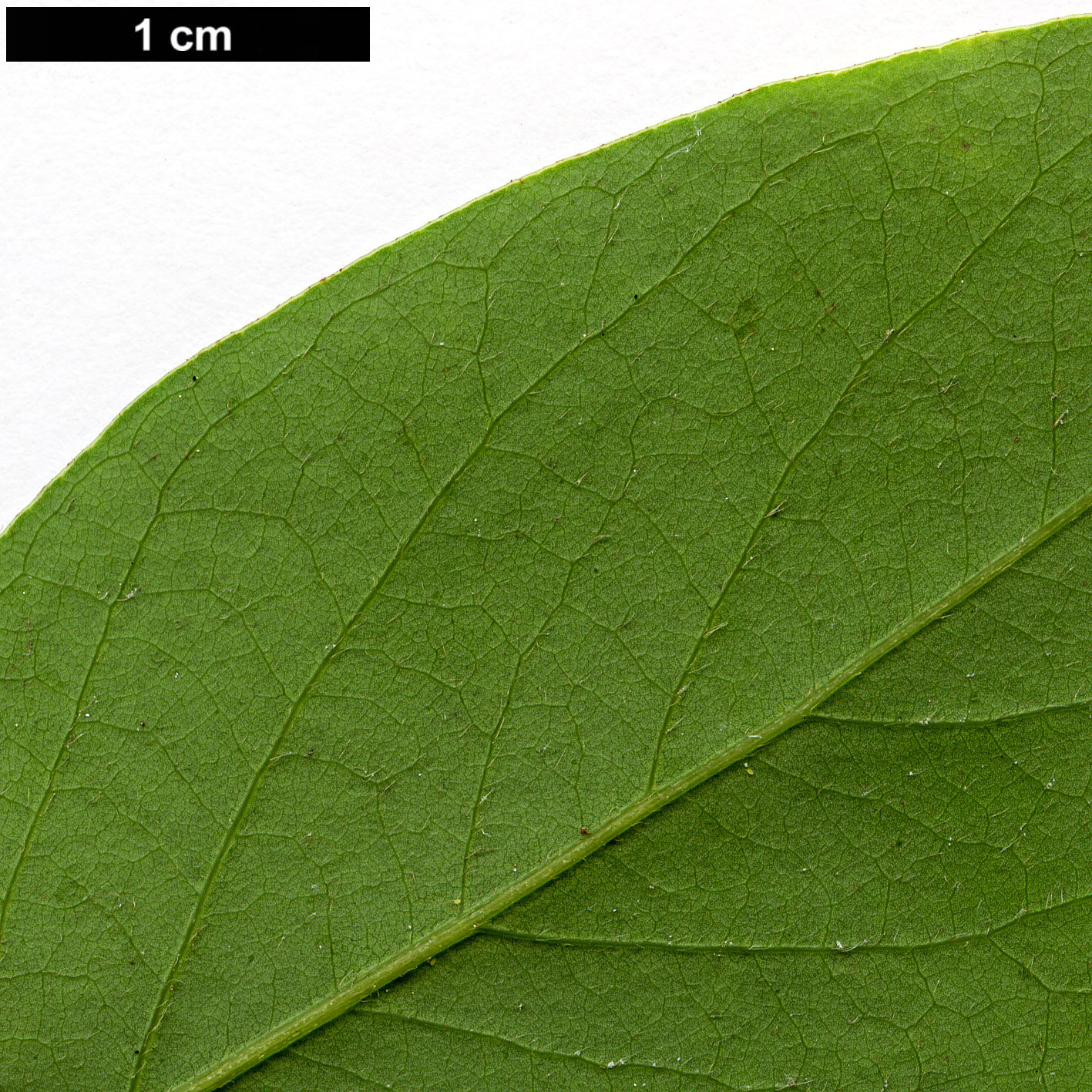 High resolution image: Family: Lauraceae - Genus: Lindera - Taxon: glauca - SpeciesSub: var. salicifolia
